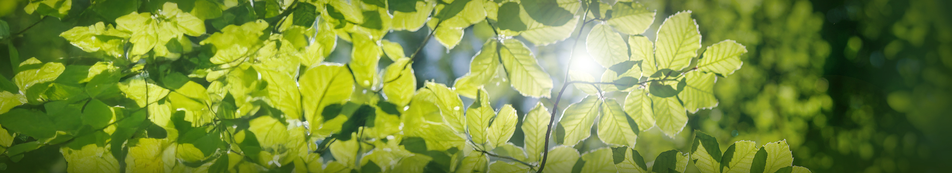 inbanner